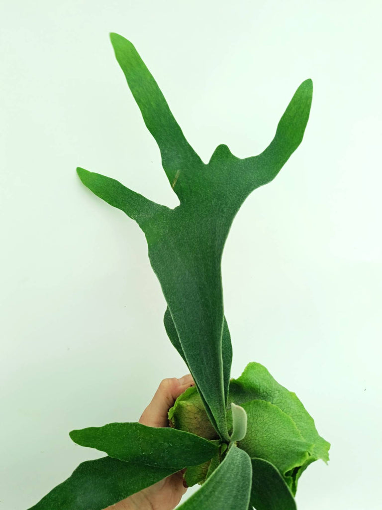 Platycerium veitchii x willinckii