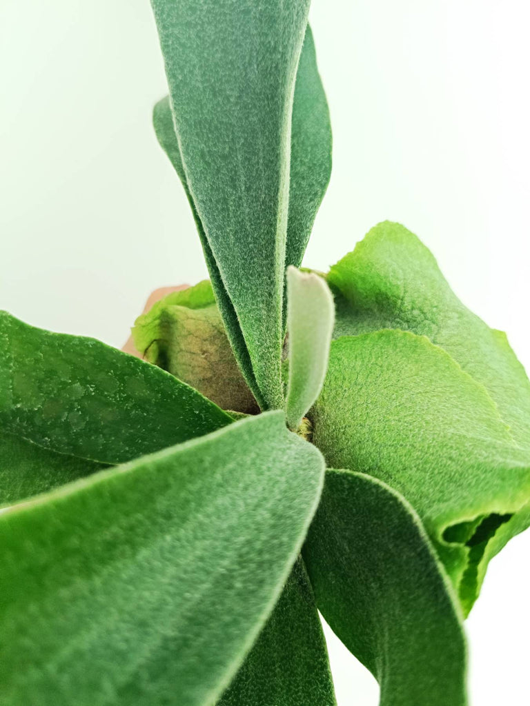 Platycerium veitchii x willinckii