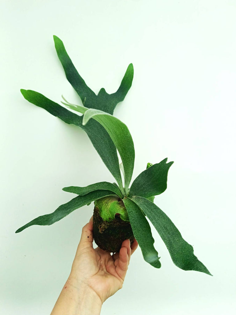 Platycerium veitchii x willinckii