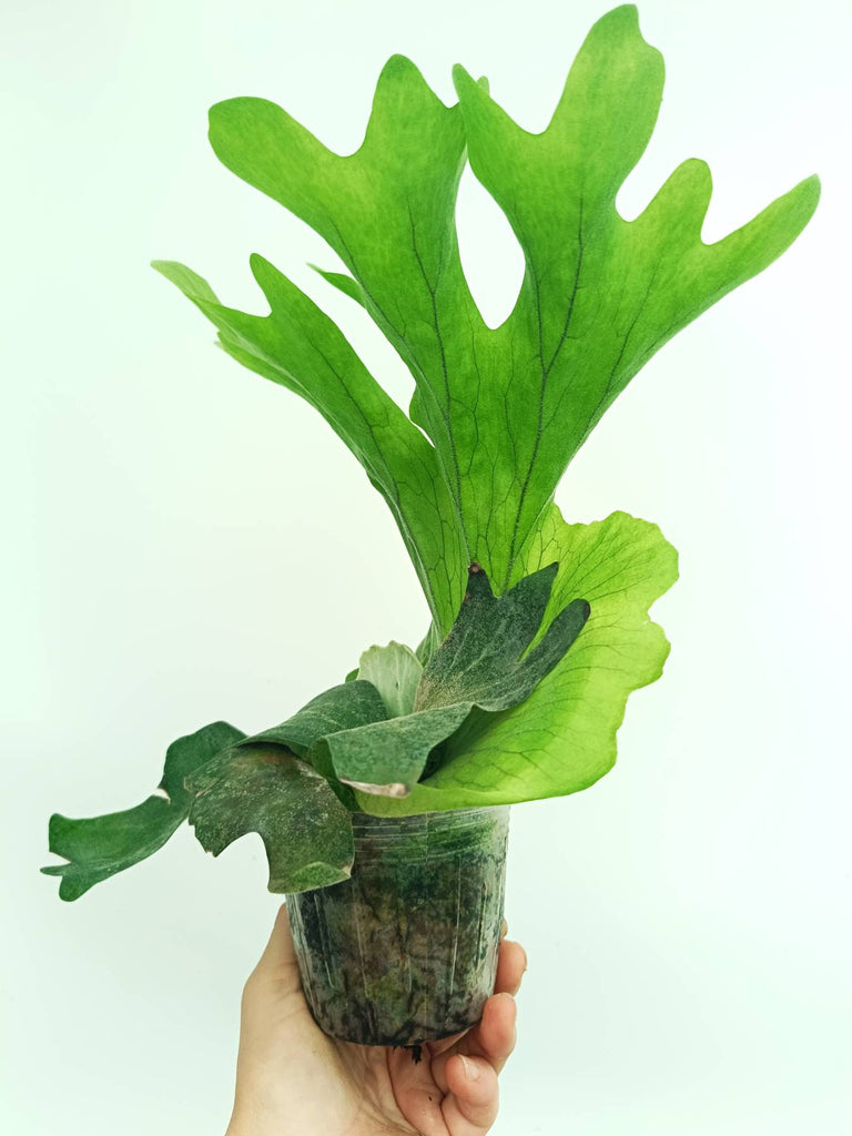 Platycerium wallichii