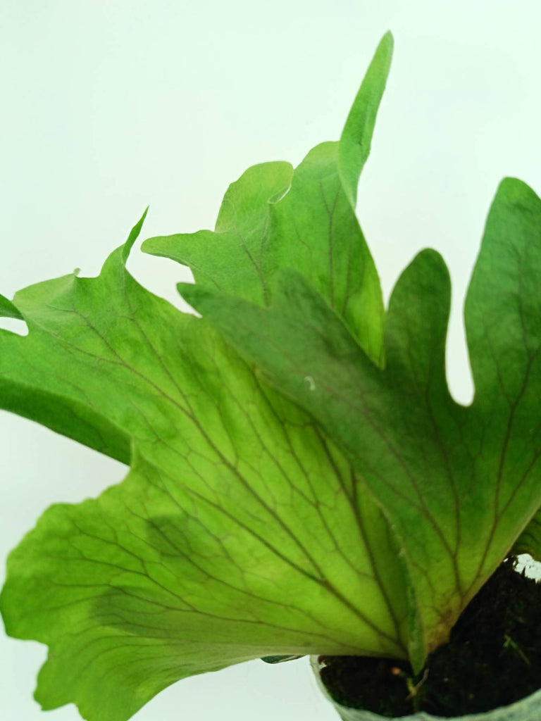 Platycerium wallichii