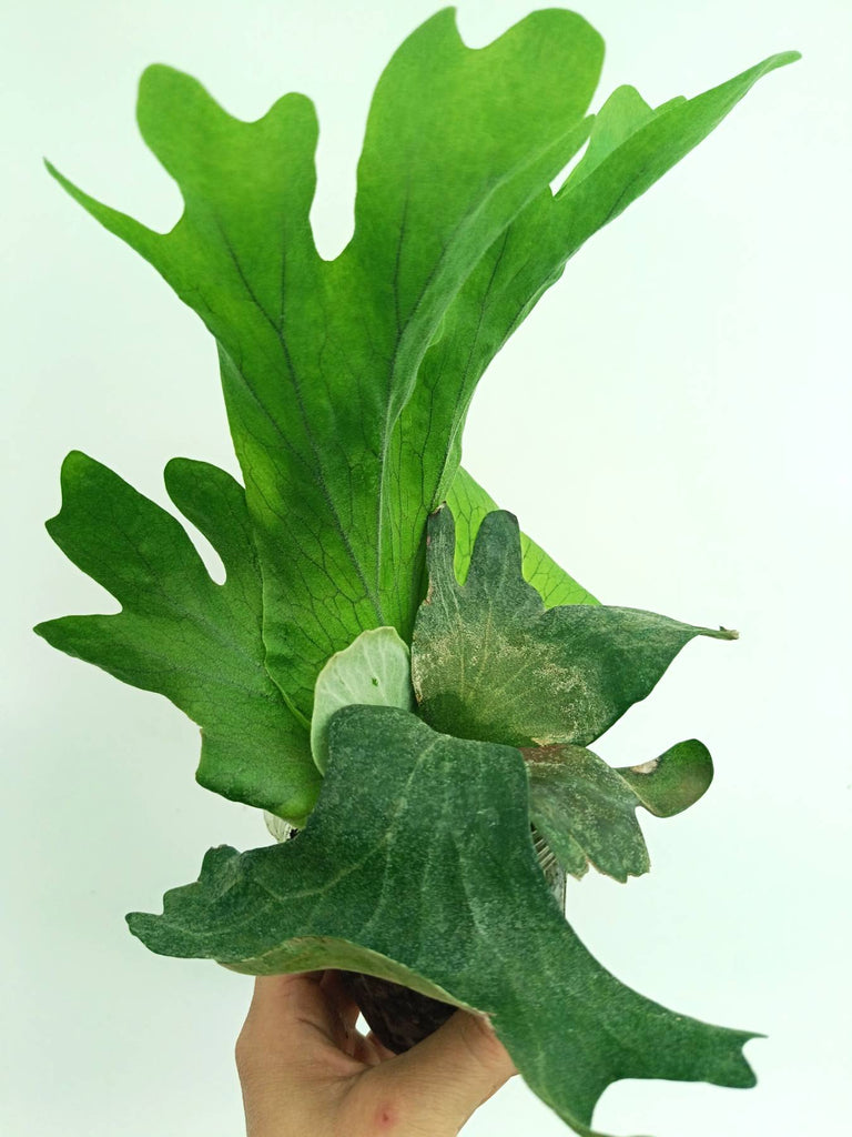 Platycerium wallichii