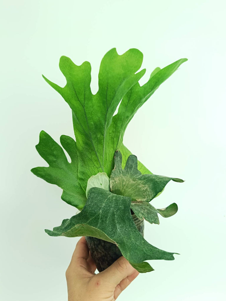 Platycerium wallichii
