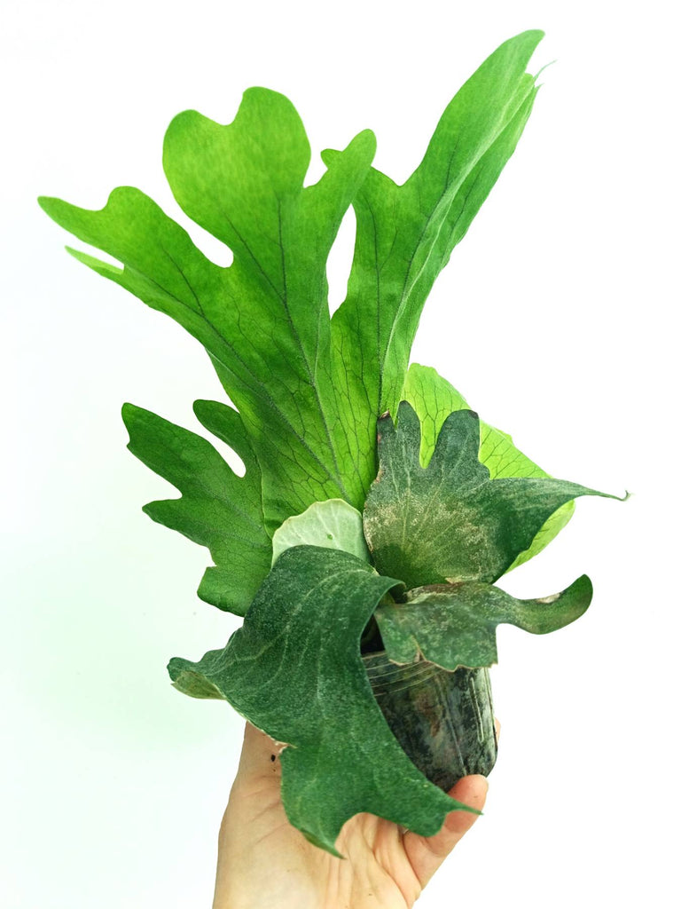 Platycerium wallichii