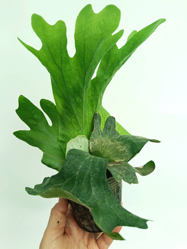 Platycerium wallichii