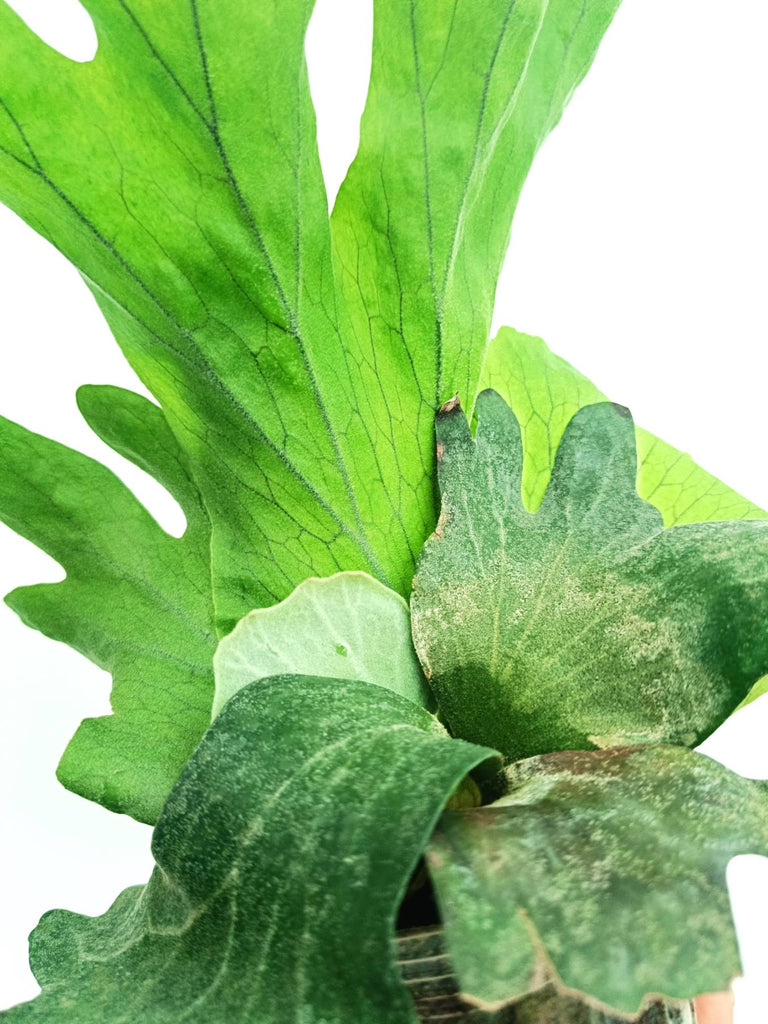 Platycerium wallichii