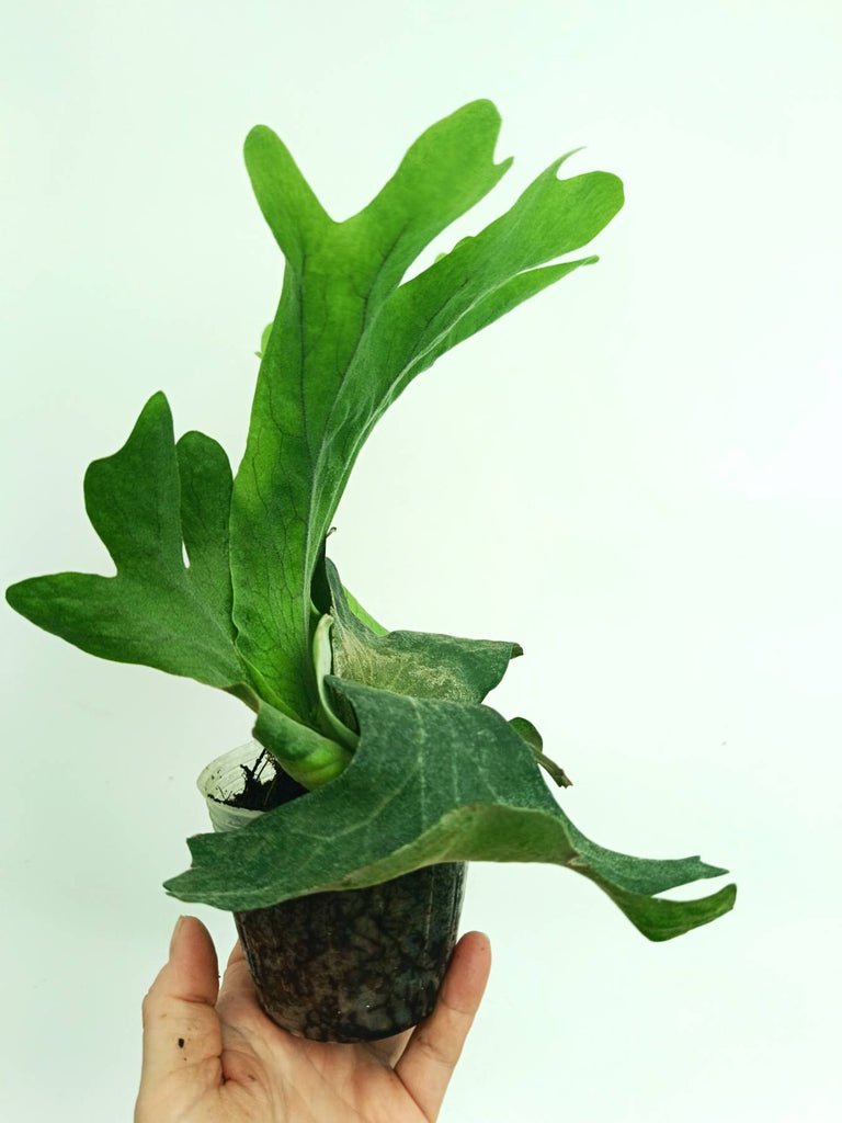 Platycerium wallichii