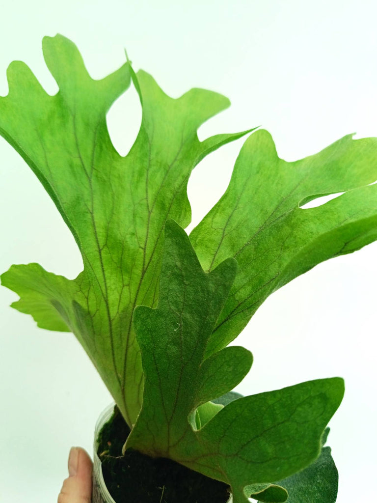 Platycerium wallichii