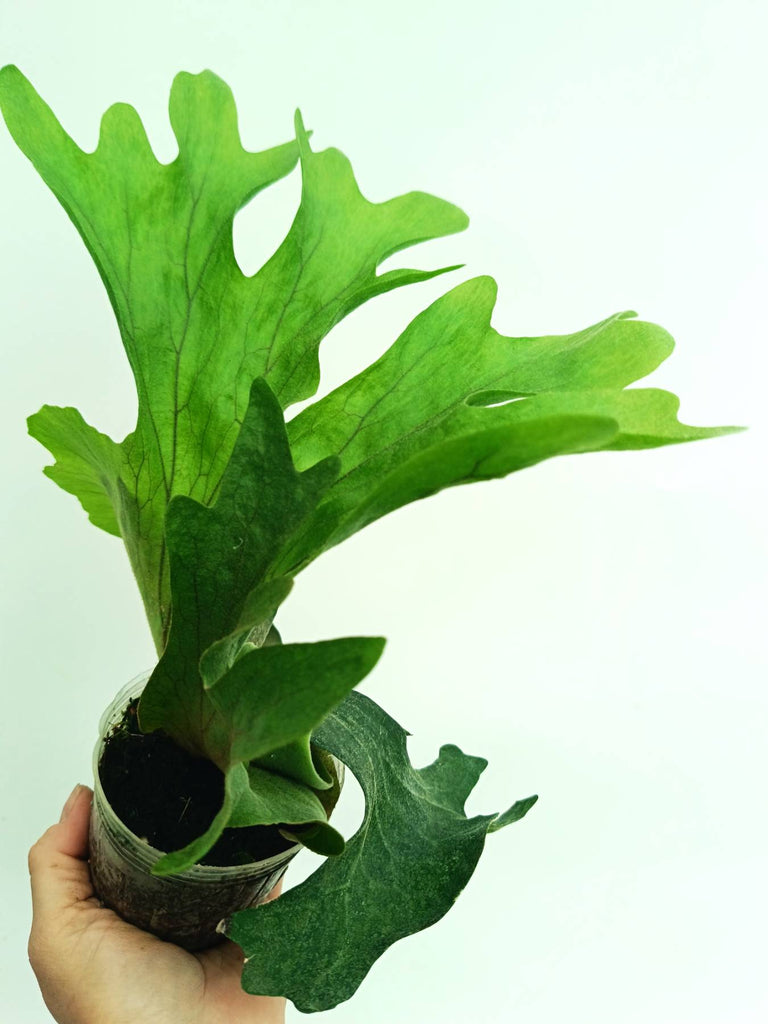 Platycerium wallichii