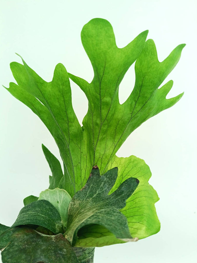 Platycerium wallichii