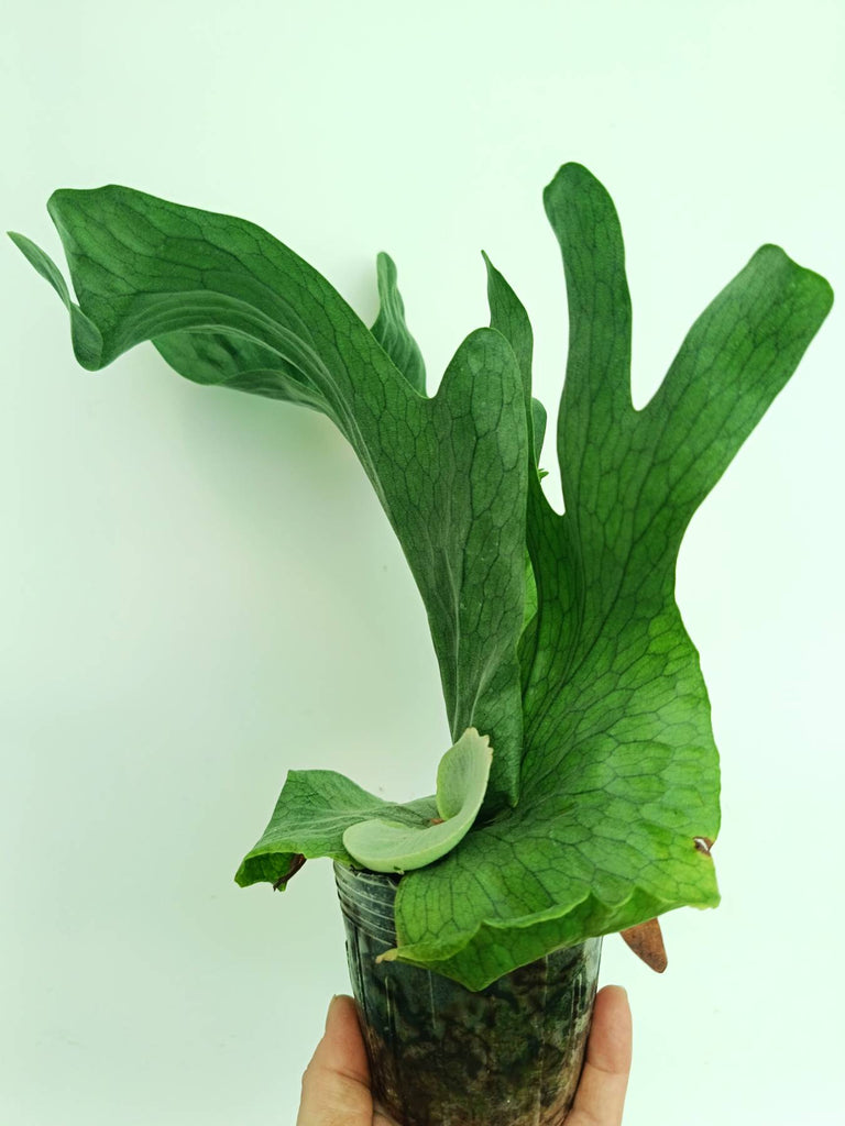 Platycerium wandae