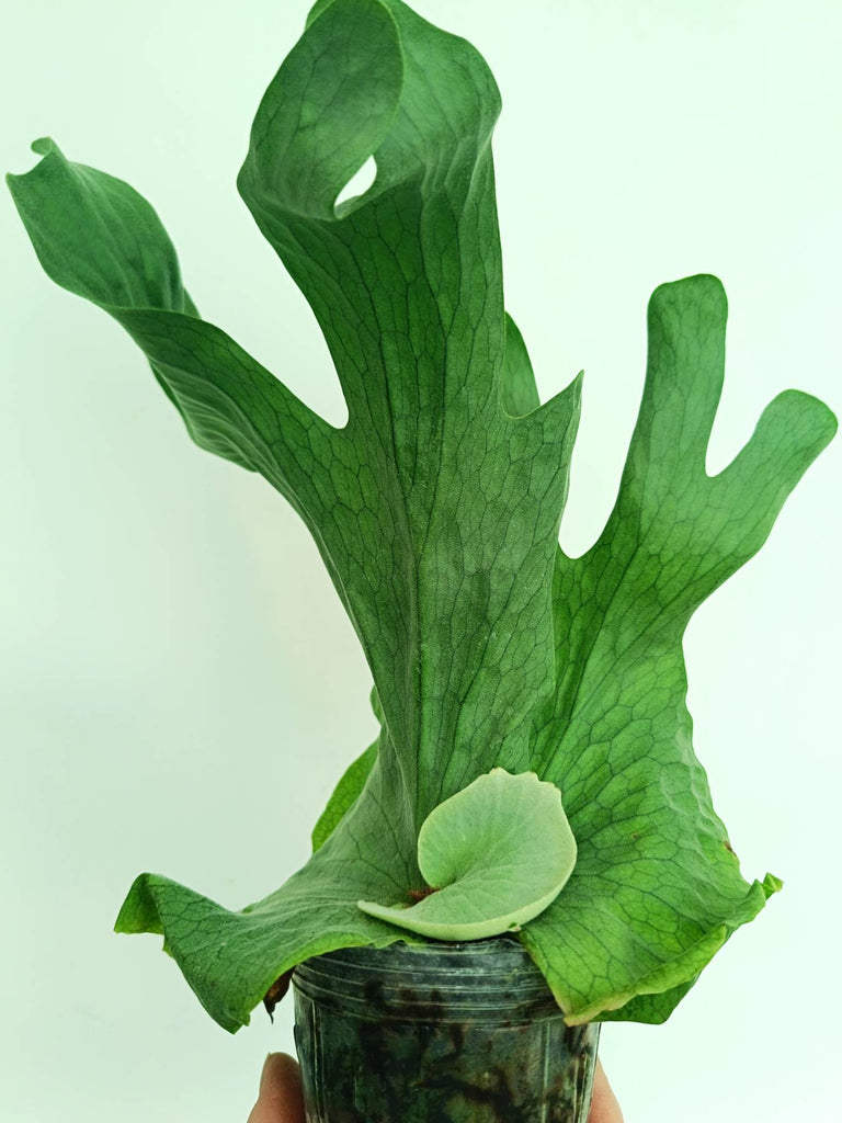 Platycerium wandae