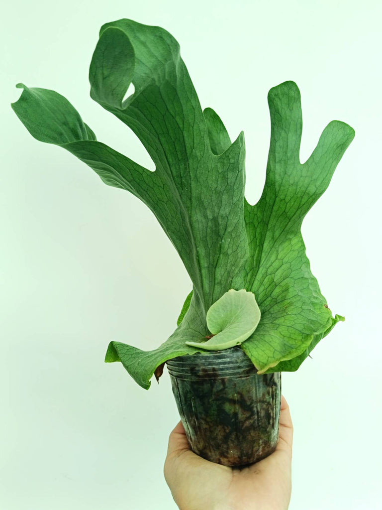 Platycerium wandae