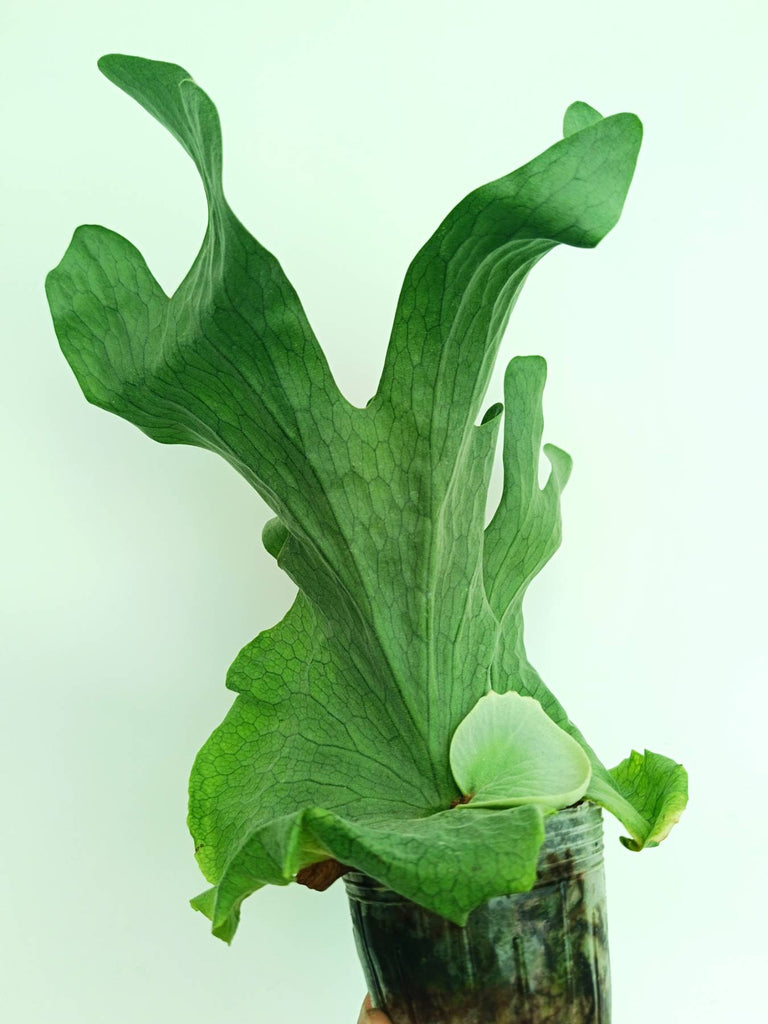 Platycerium wandae