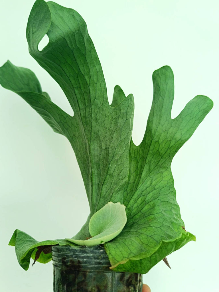Platycerium wandae