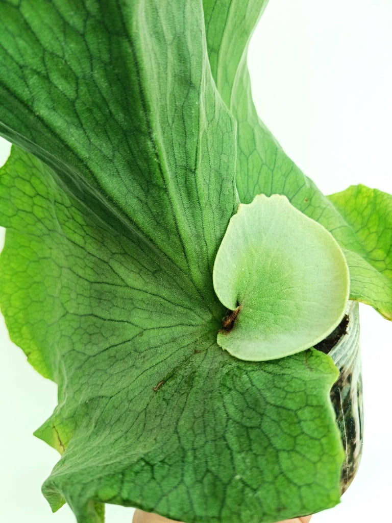 Platycerium wandae