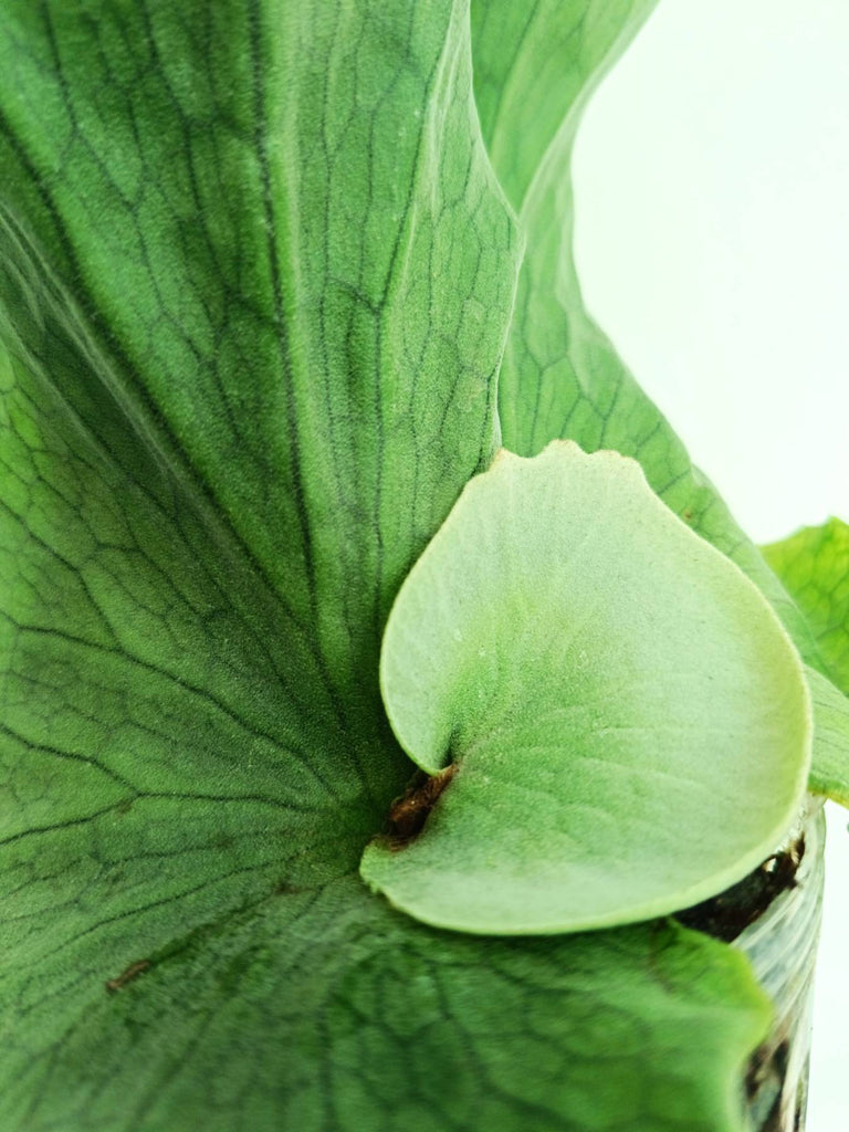 Platycerium wandae