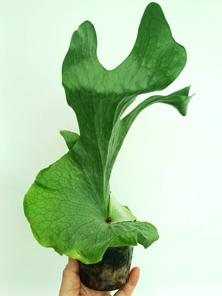 Platycerium wandae