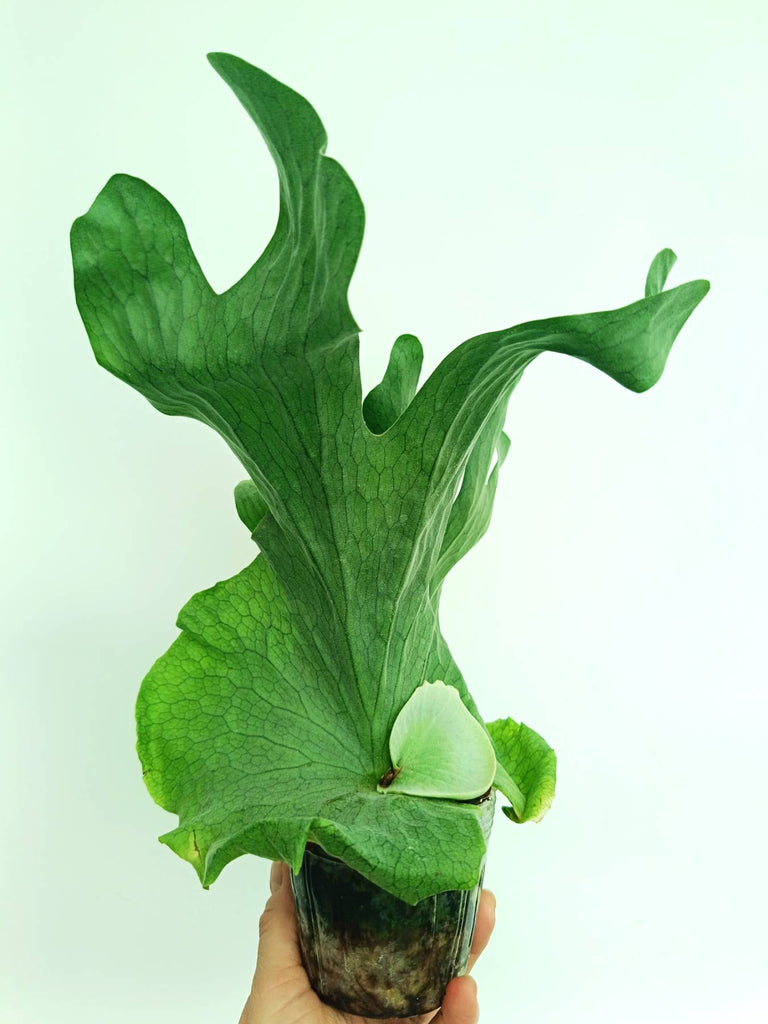Platycerium wandae