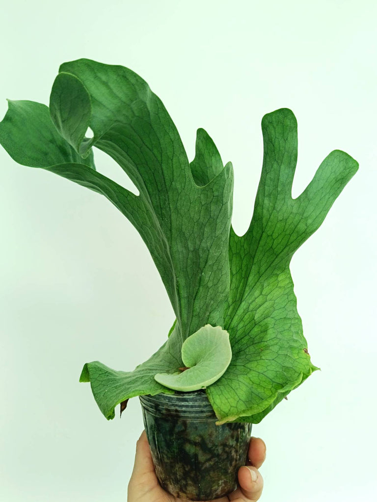 Platycerium wandae
