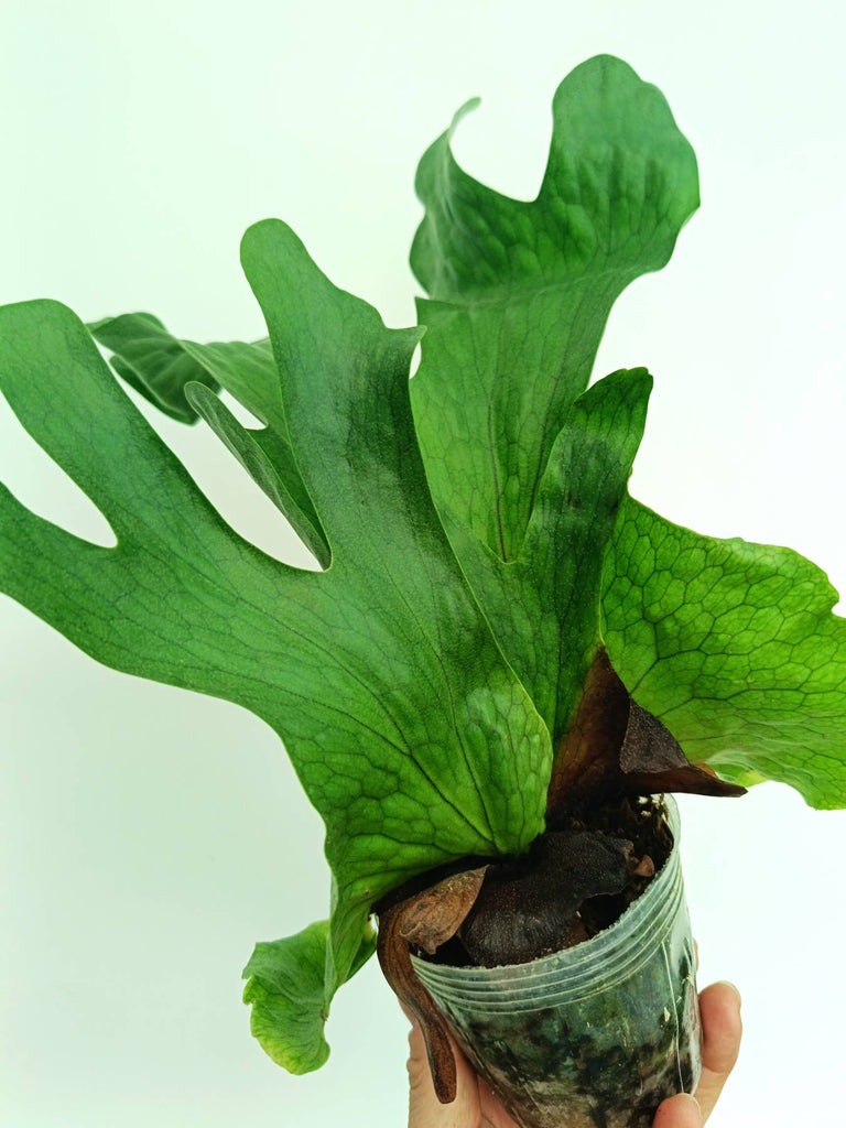 Platycerium wandae