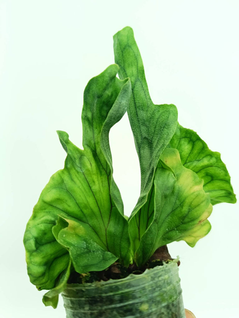 Platycerium wandae Dwarf & Curling