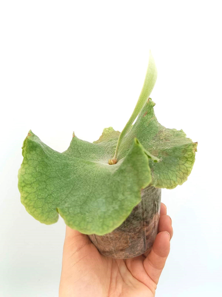 Platycerium wandae x veitchii