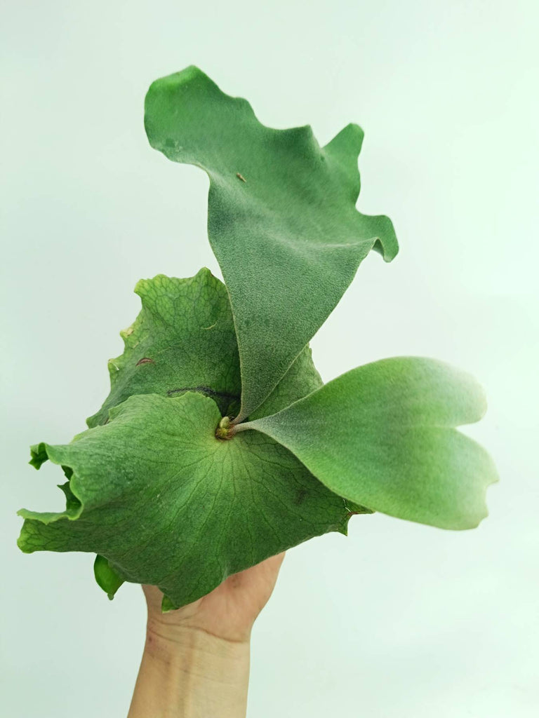 Platycerium wandae x veitchii