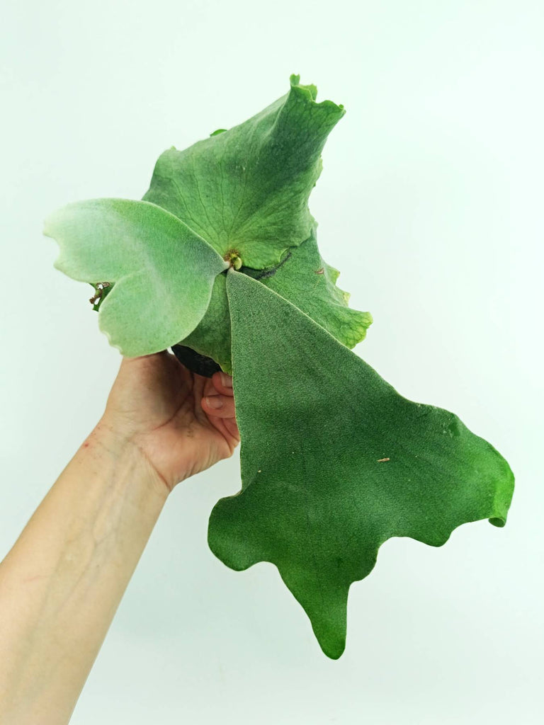Platycerium wandae x veitchii