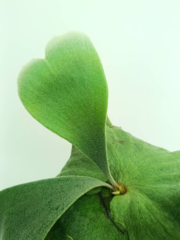 Platycerium wandae x veitchii