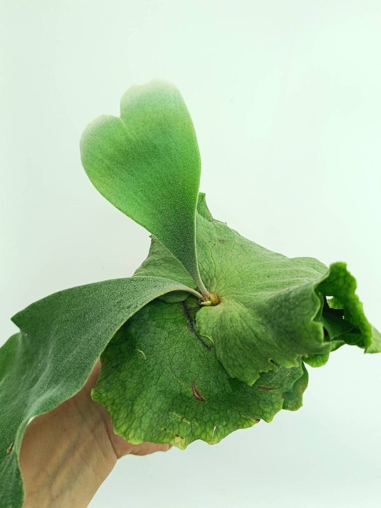 Platycerium wandae x veitchii
