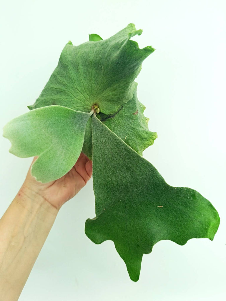 Platycerium wandae x veitchii