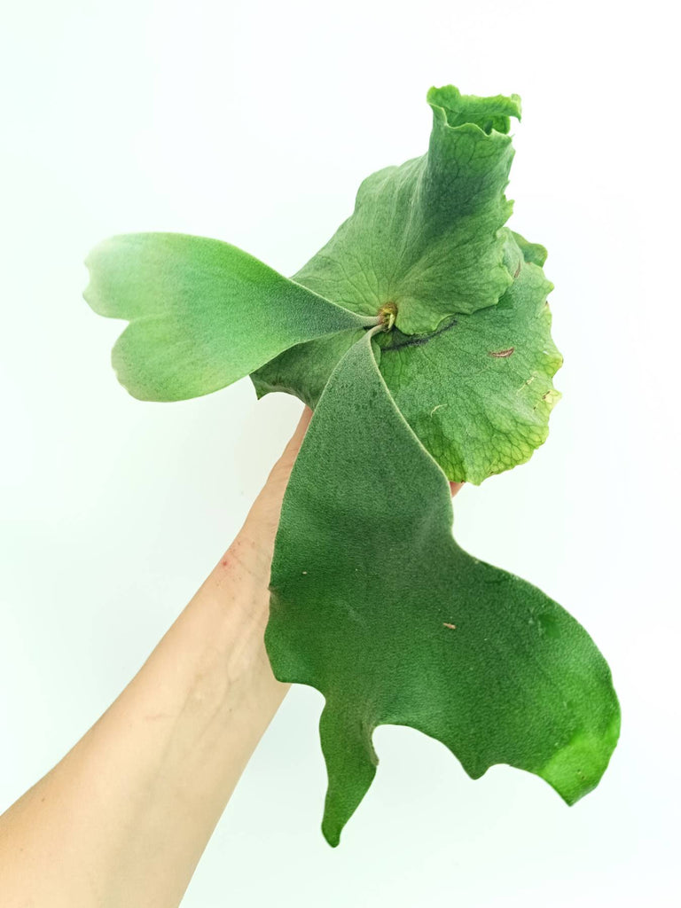 Platycerium wandae x veitchii