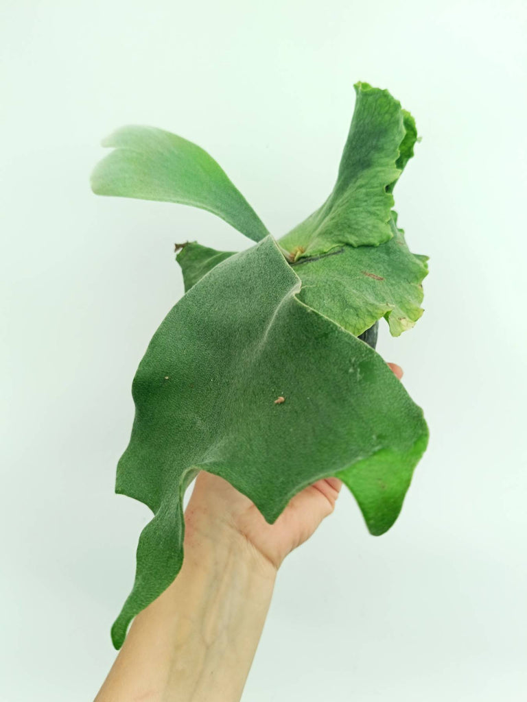 Platycerium wandae x veitchii