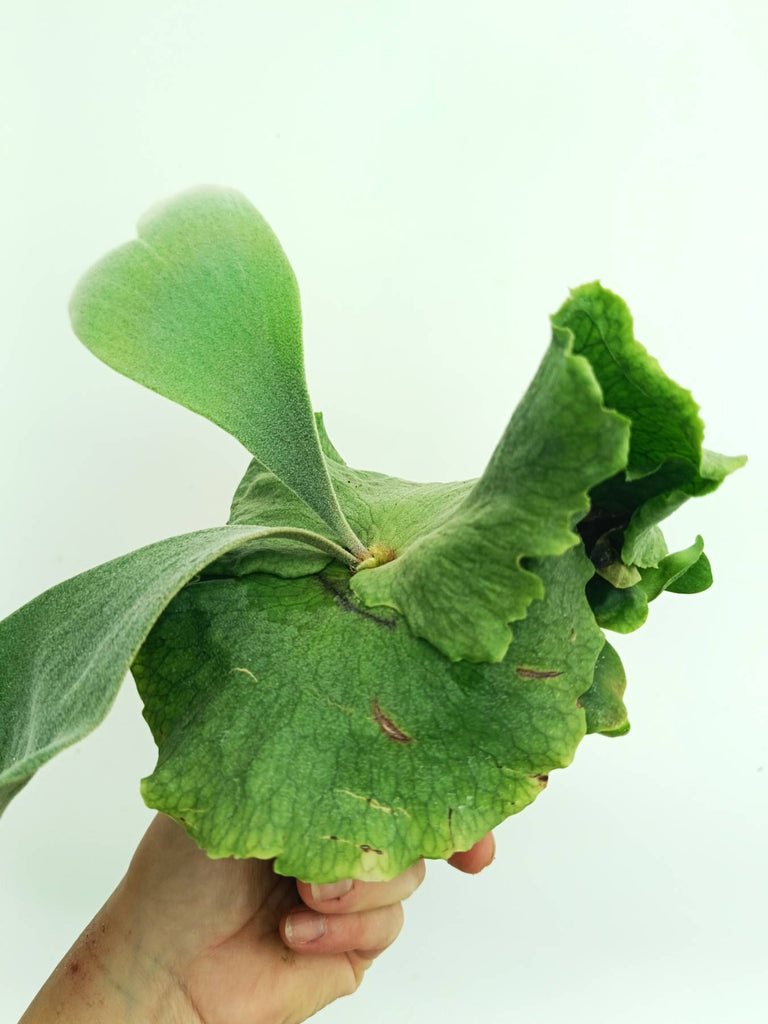 Platycerium wandae x veitchii