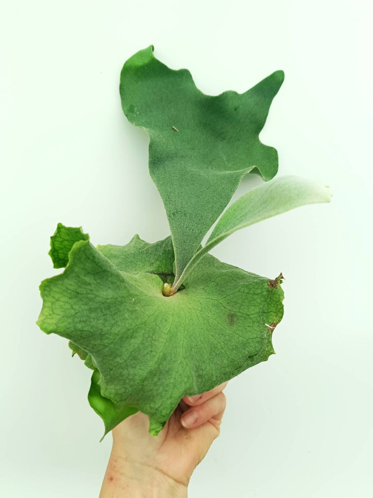Platycerium wandae x veitchii
