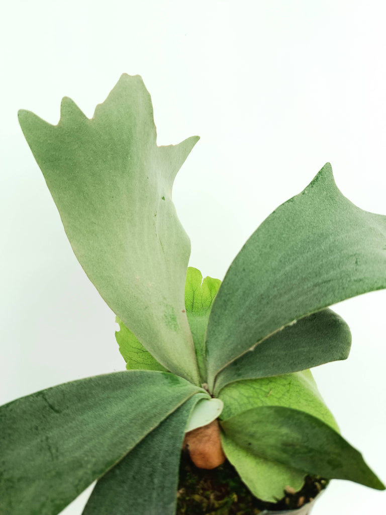 Platycerium willinckii 