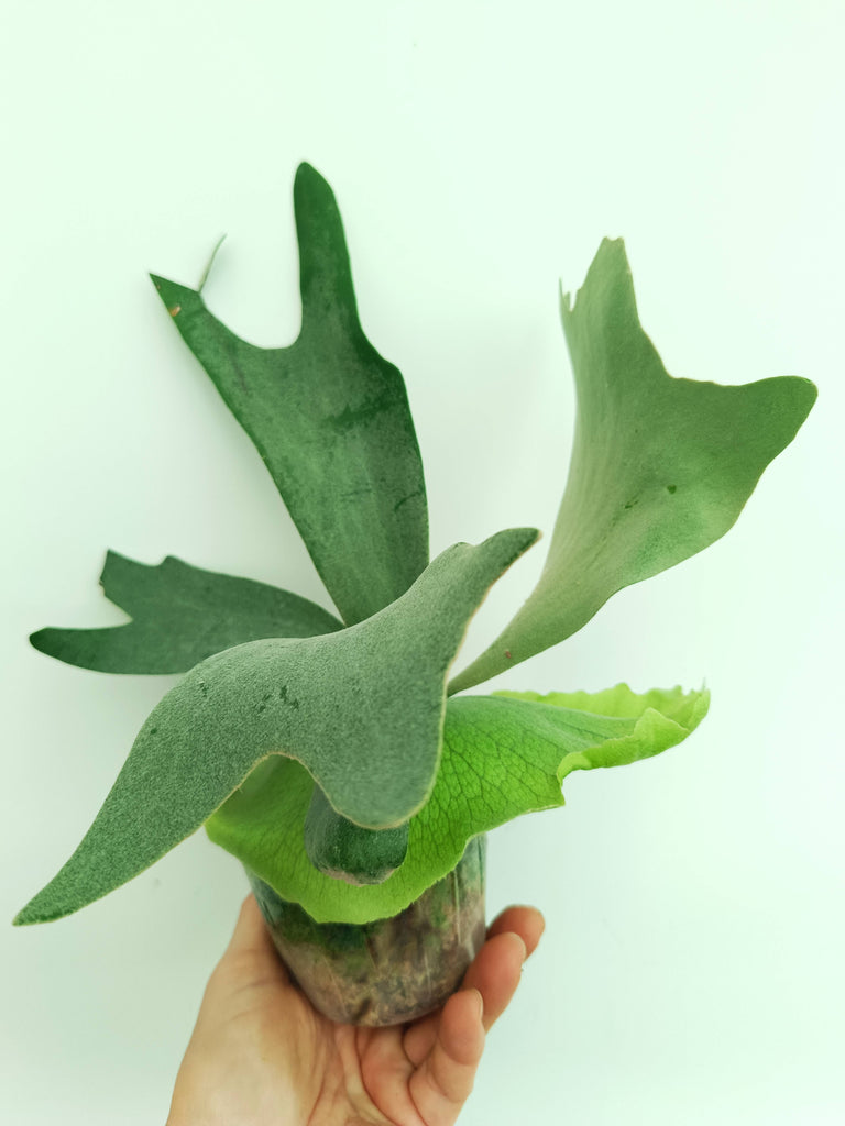 Platycerium willinckii 