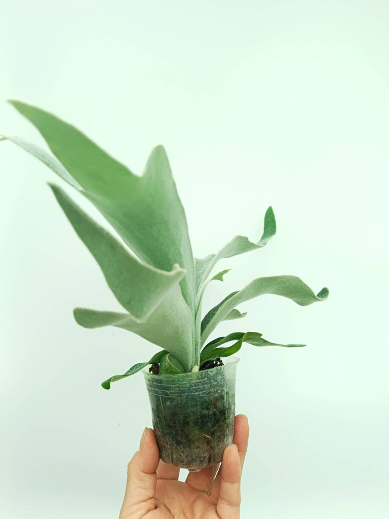 Platycerium willinckii Celso