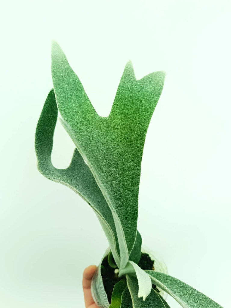 Platycerium willinckii Celso