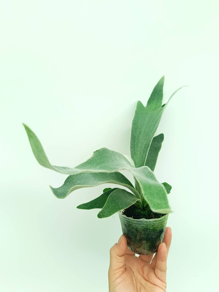 Platycerium willinckii Celso