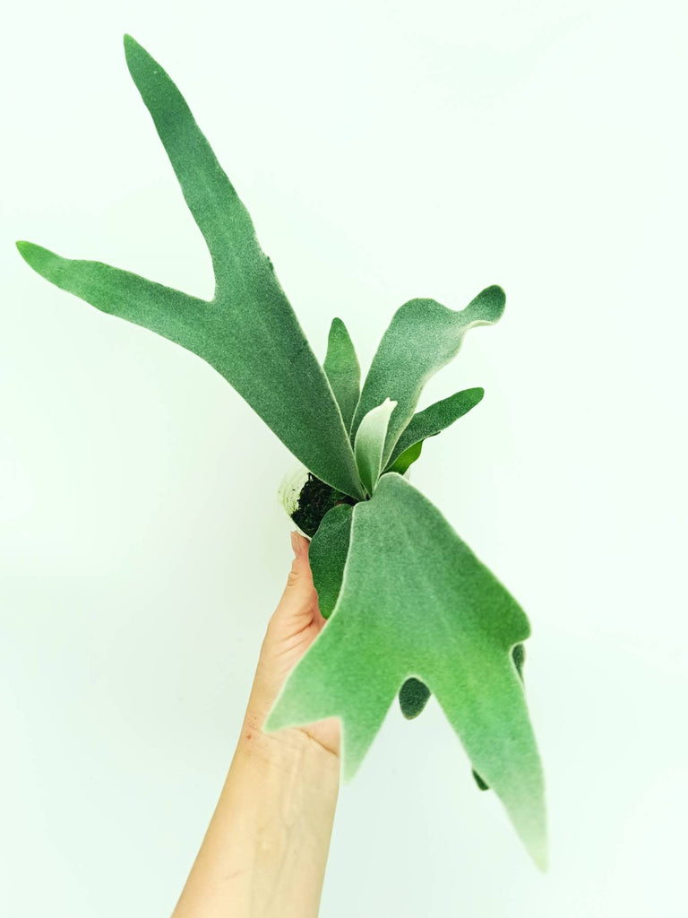 Platycerium willinckii Celso