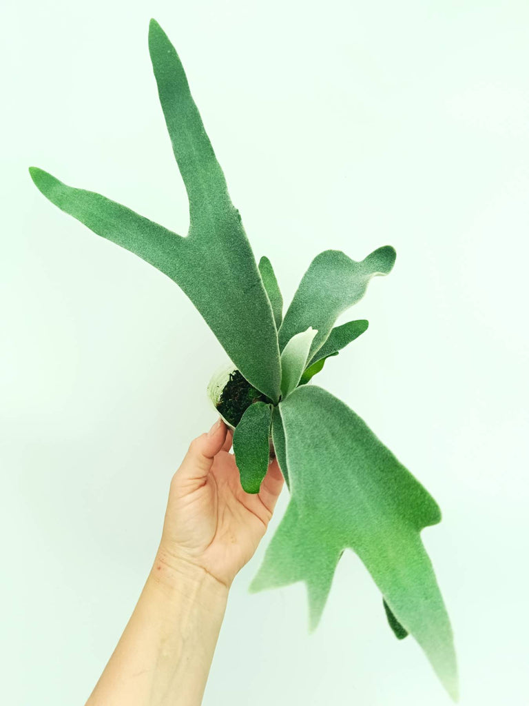 Platycerium willinckii Celso