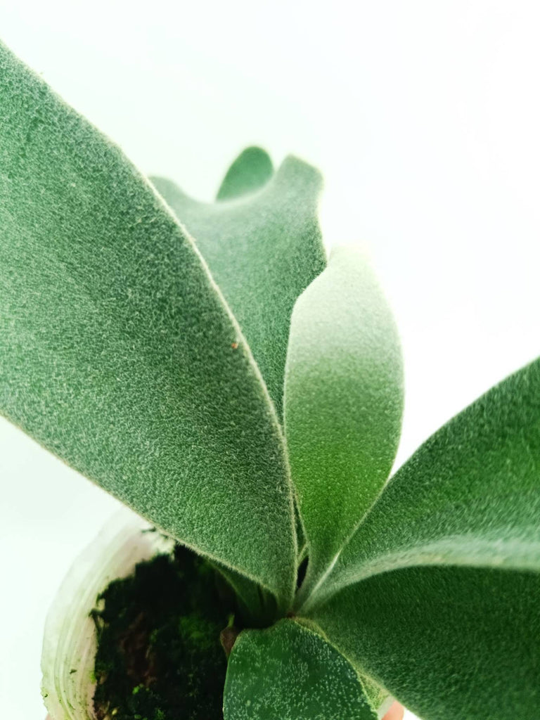 Platycerium willinckii Celso