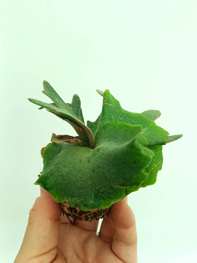 Platycerium willinckii Jade girl
