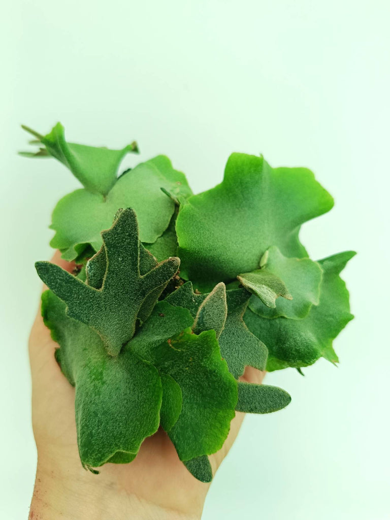 Platycerium willinckii Jade girl