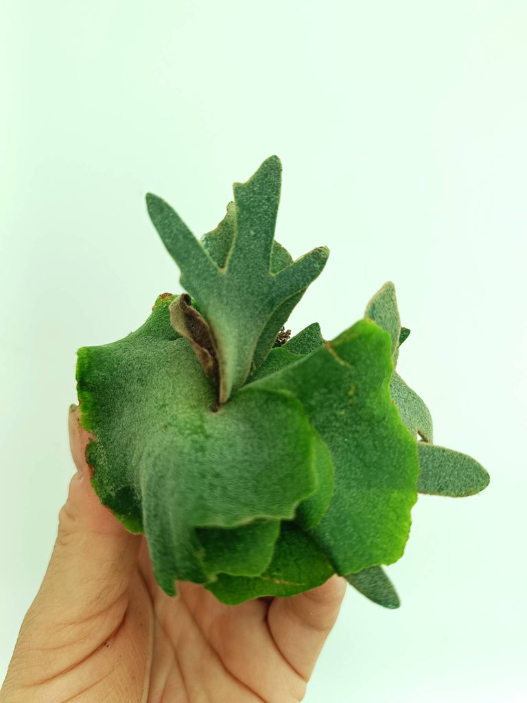 Platycerium willinckii Jade girl