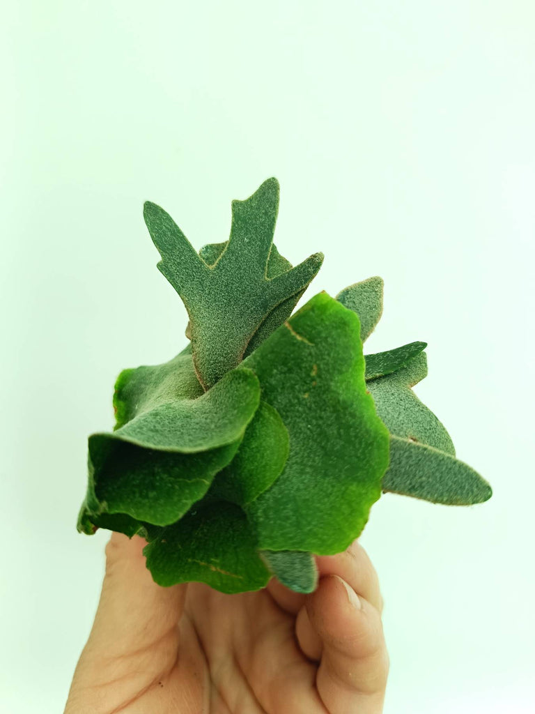 Platycerium willinckii Jade girl