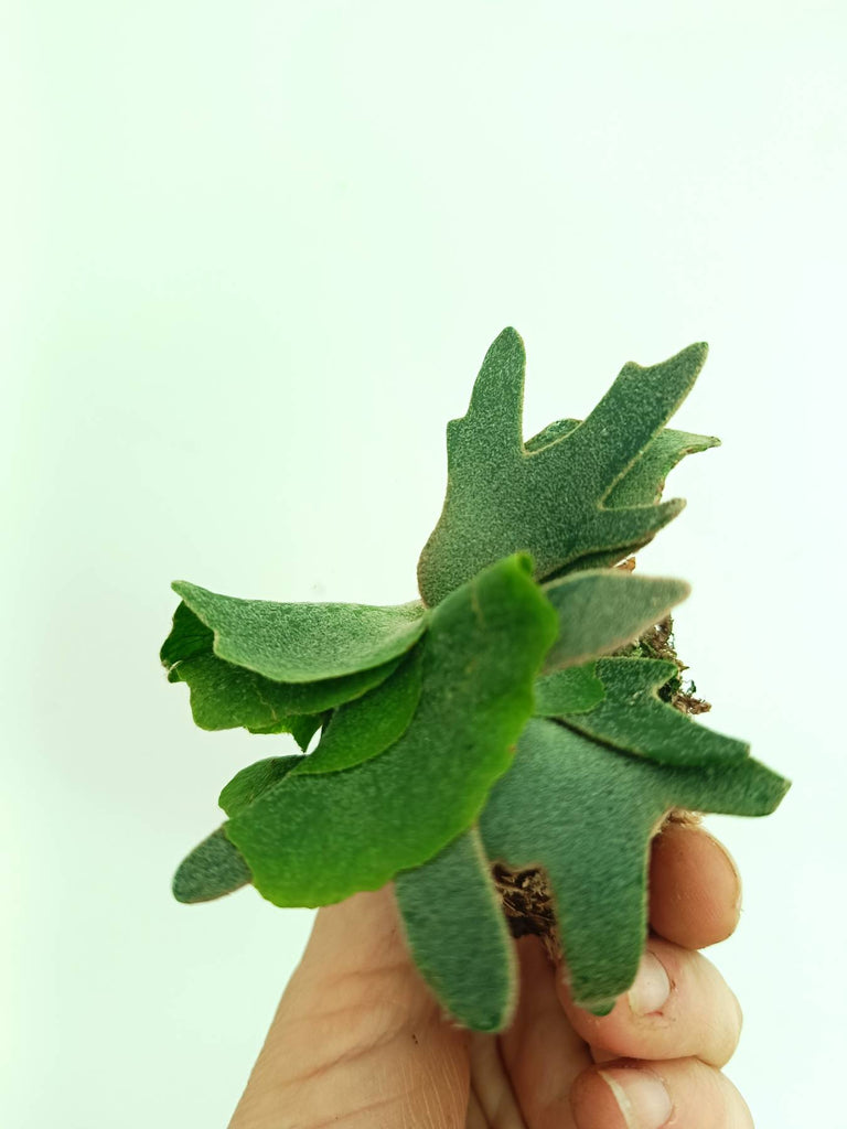 Platycerium willinckii Jade girl