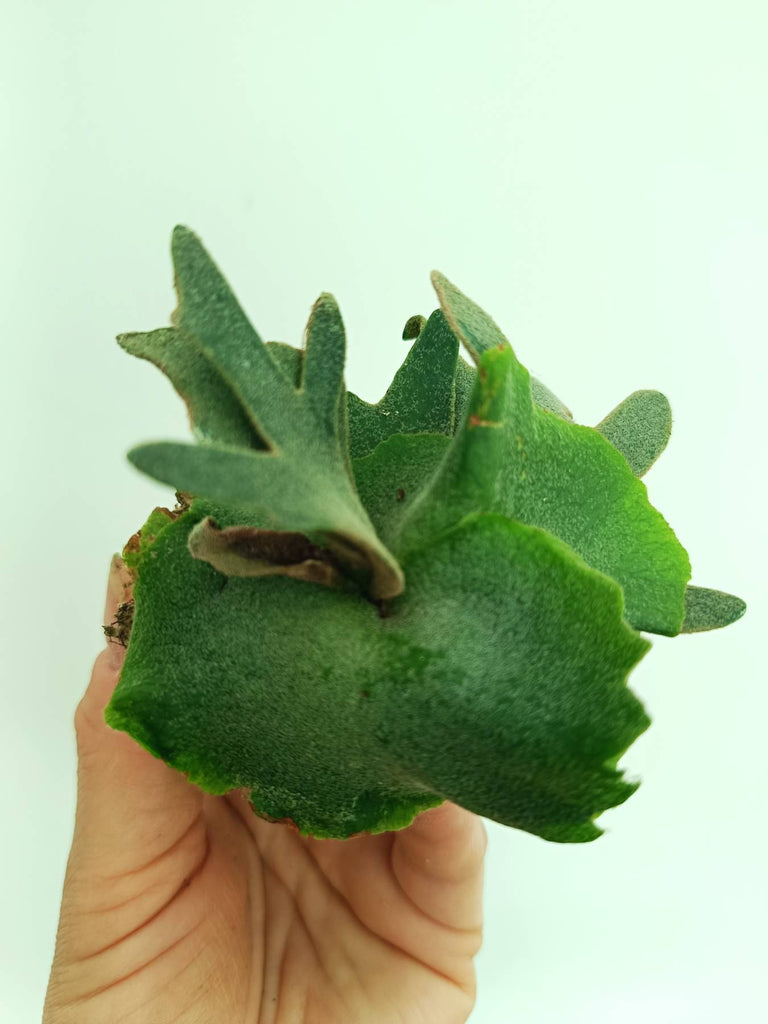 Platycerium willinckii Jade girl